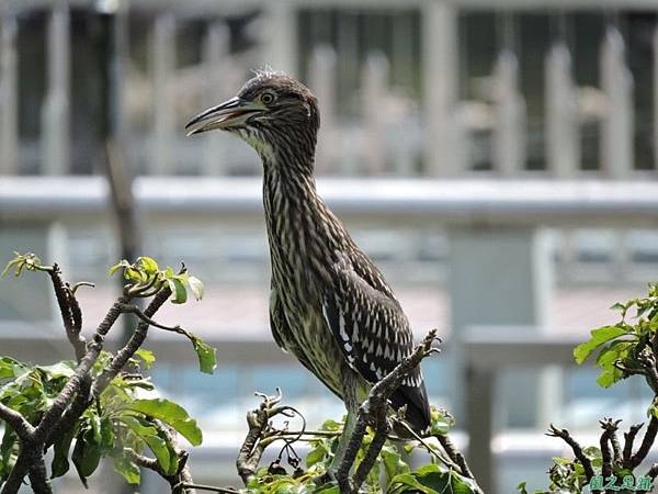 黃頸黑鷺20140705(14)