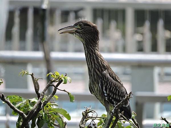 黃頸黑鷺20140705(16)