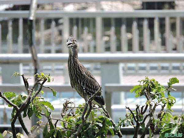 黃頸黑鷺20140705(17)