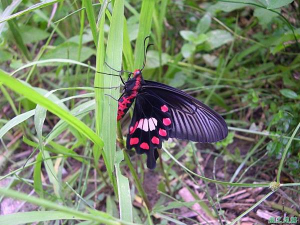 20050626生態園賞蝶12