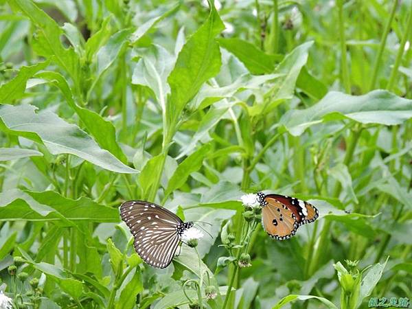 安康蝴蝶生態園20140713(35)