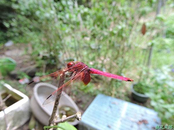 安康蝴蝶生態園20140713(36)