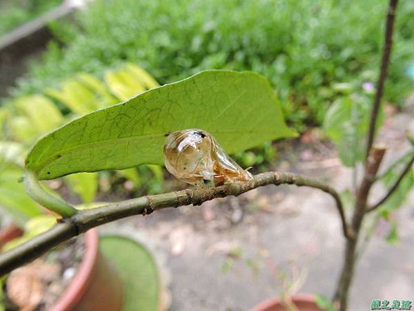 安康蝴蝶生態園20140713(37)