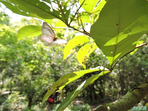 安康蝴蝶生態園20140713(48)