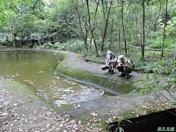 安康蝴蝶生態園20140713(54)