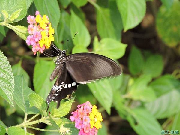 玉帶鳳蝶20140713(1)