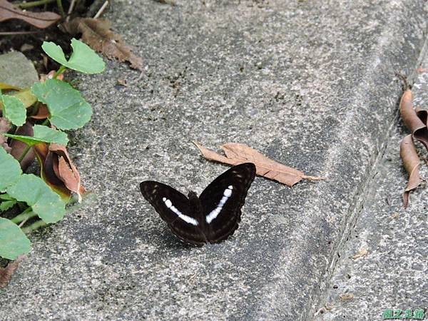 二叭子植物園20140713(14)