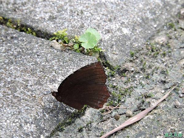 二叭子植物園20140713(24)