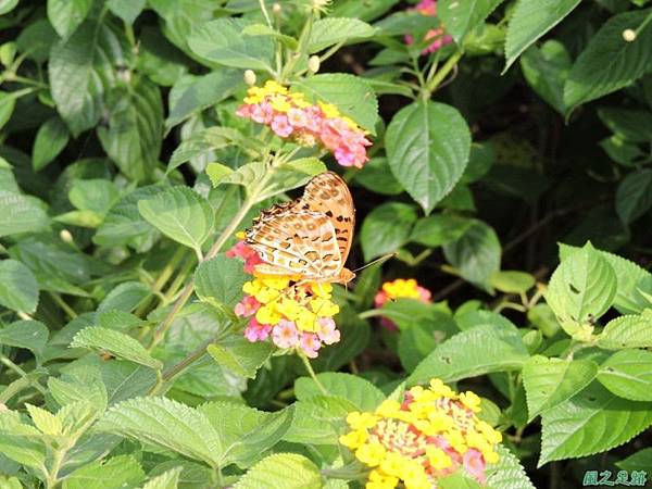 二叭子植物園20140713(33)