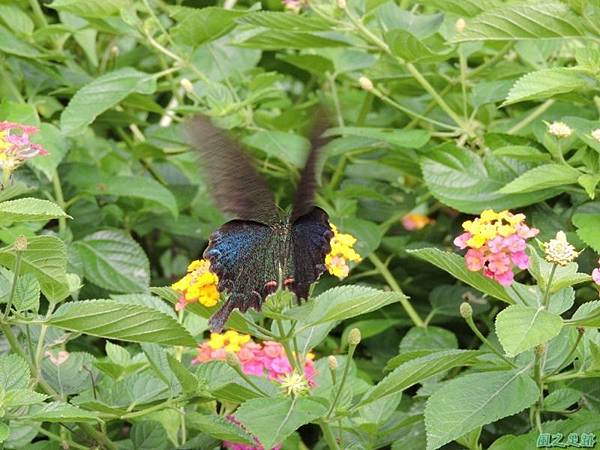 二叭子植物園20140713(36)