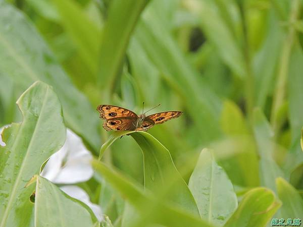 孔雀蛺蝶20140718(5)