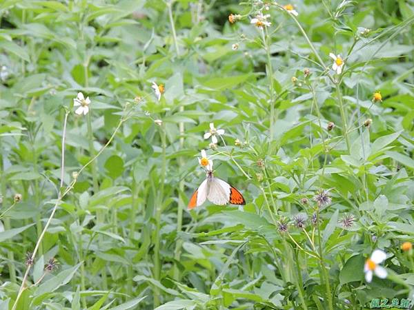 端紅蝶20140720(20)