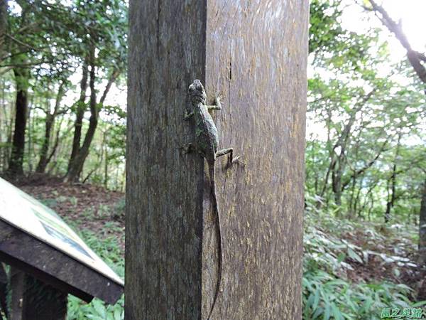 虎寮潭山20140705(78)