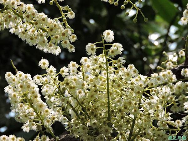 橄欖樹開花20140802(5)