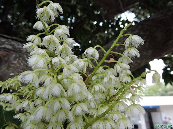 橄欖樹開花20140802(7)