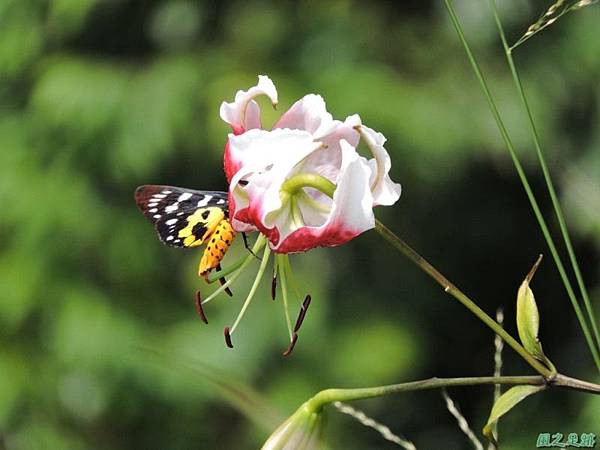 艷紅鹿子百合20140803(1)