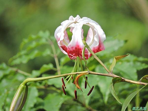 艷紅鹿子百合20140803(6)