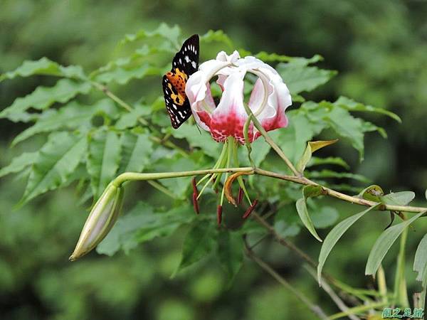 艷紅鹿子百合20140803(16)