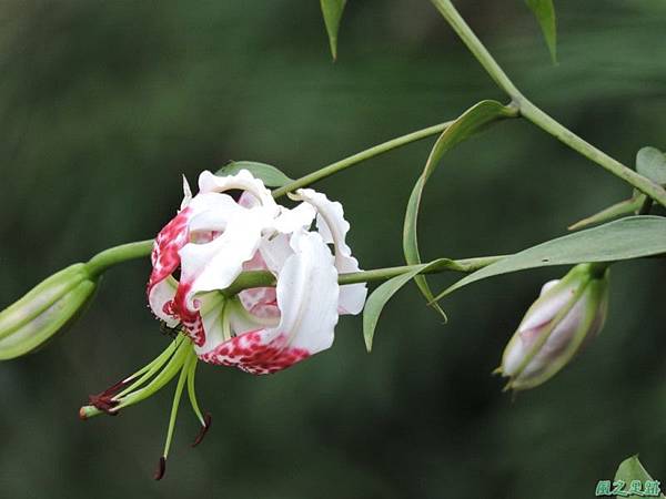 艷紅鹿子百合20140803(24)