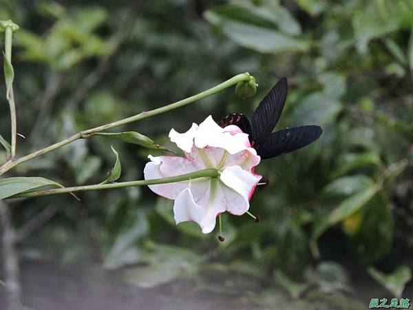 艷紅鹿子百合20140803(29)