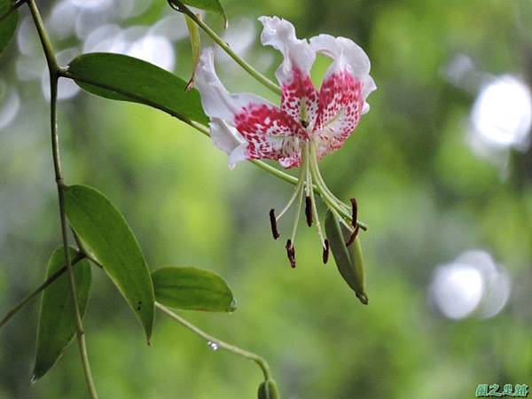 艷紅鹿子百合20140803(43)