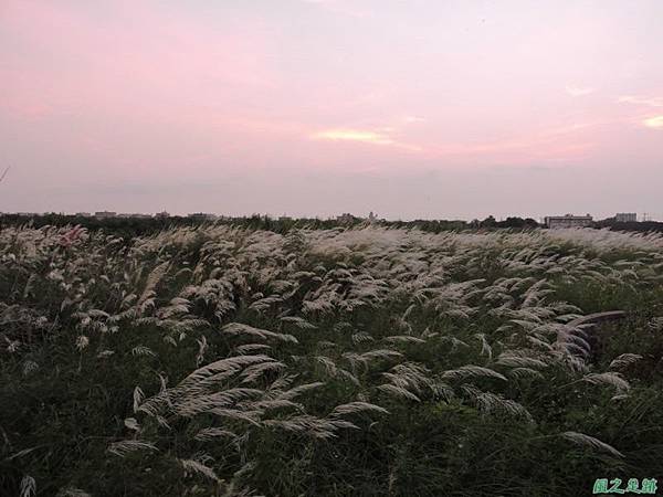 甜根子草20140802(17)