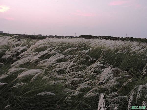 甜根子草20140802(25)