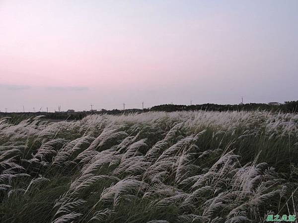 甜根子草20140802(33)