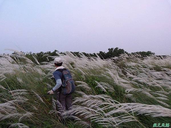 甜根子草20140802(35)