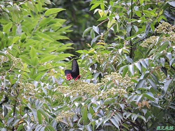 中橫曙鳳蝶20140808(9)