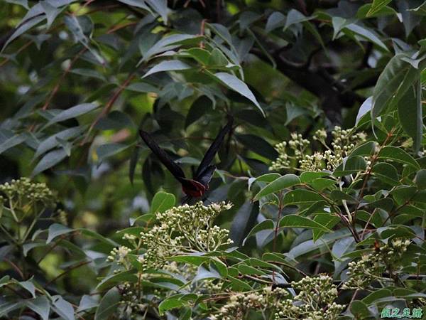 中橫曙鳳蝶20140808(18)