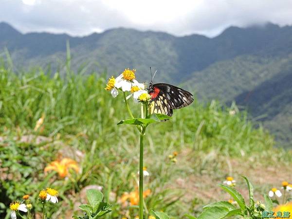 紅肩粉蝶20140819(2)