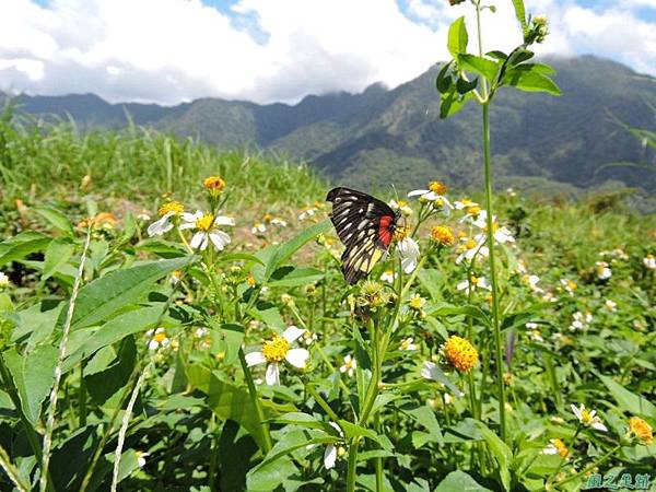 紅肩粉蝶20140819(4)