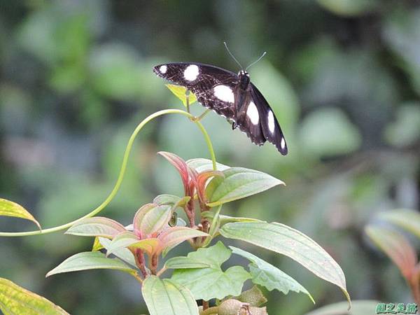 雌紅紫蛺蝶20140818(5)