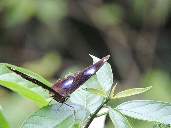 雌紅紫蛺蝶20140818(11)