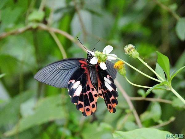 台灣鳳蝶20140817(4)