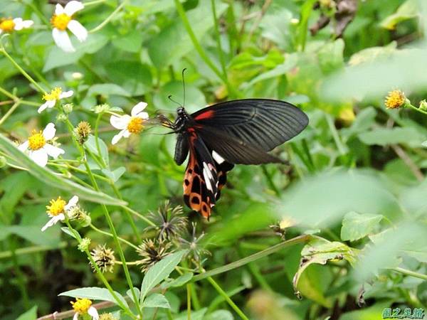 台灣鳳蝶20140817(5)