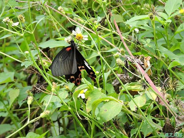 台灣鳳蝶20140817(7)