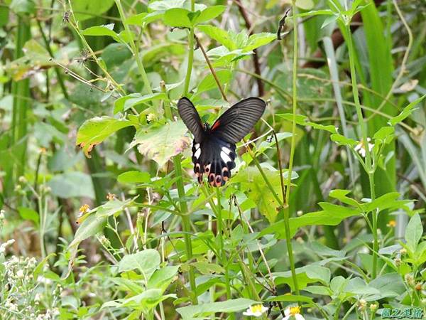 台灣鳳蝶20140817(8)