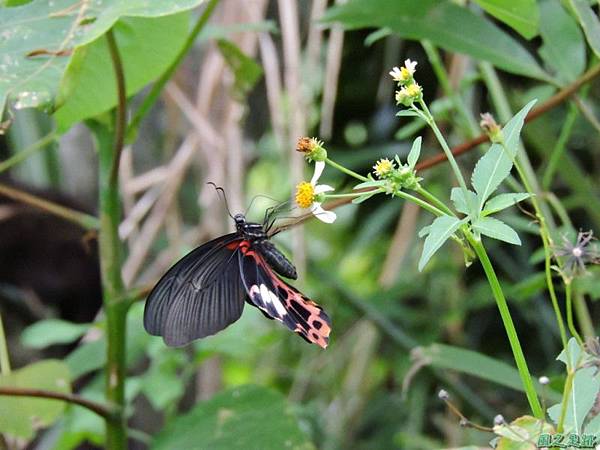 台灣鳳蝶20140817(9)