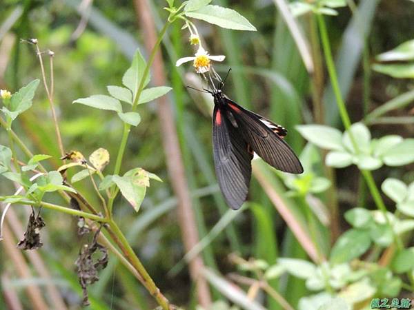 台灣鳳蝶20140817(14)