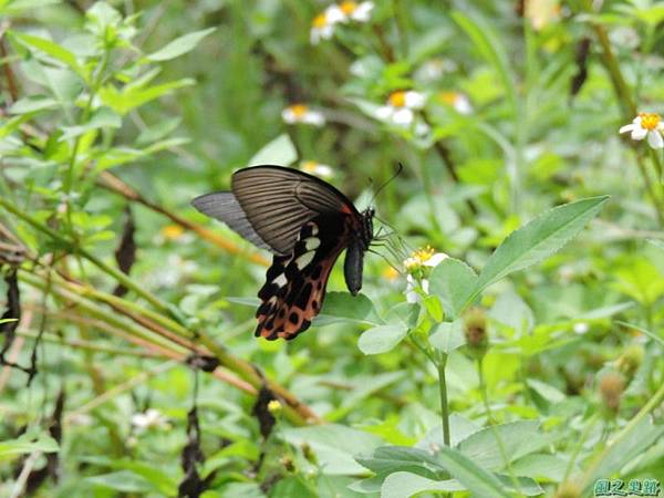 台灣鳳蝶20140817(15)