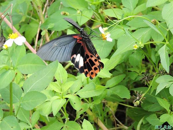 台灣鳳蝶20140817(16)