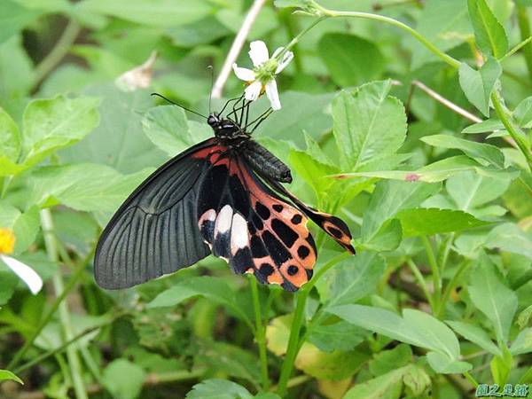 台灣鳳蝶20140817(21)