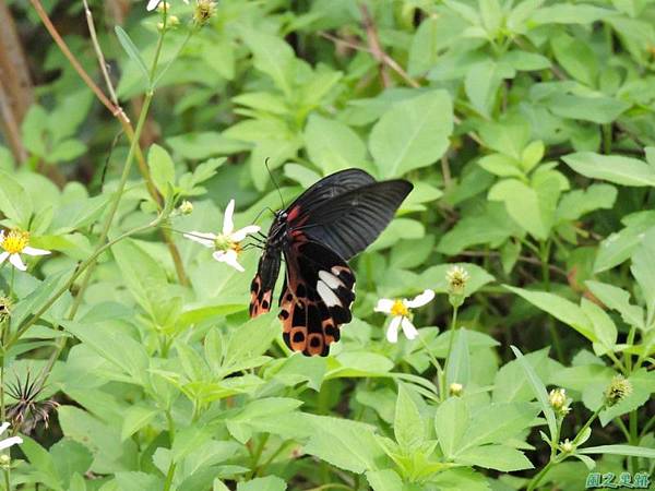 台灣鳳蝶20140817(23)