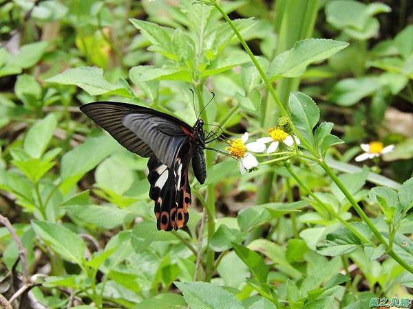 台灣鳳蝶20140817(26)