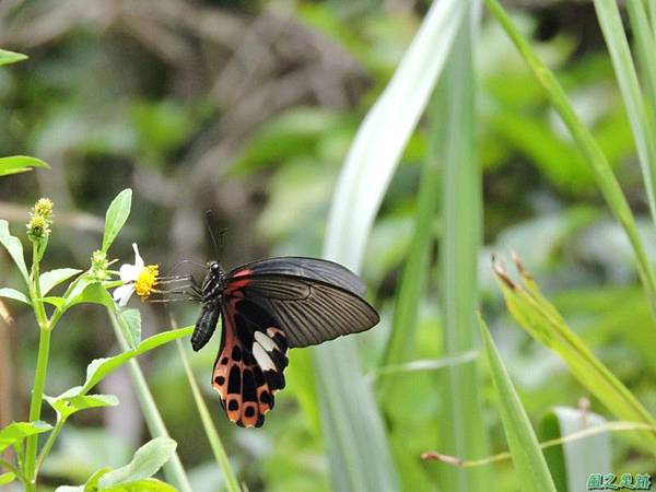 台灣鳳蝶20140817(27)