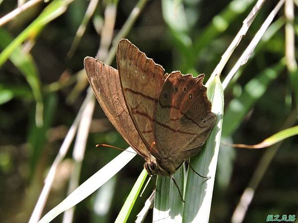 深山蔭蝶20140808(11)