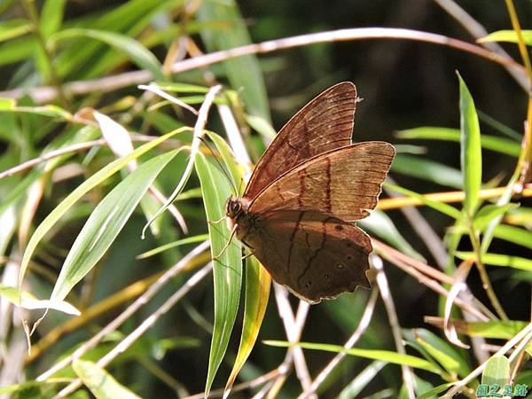 深山蔭蝶20140808(14)