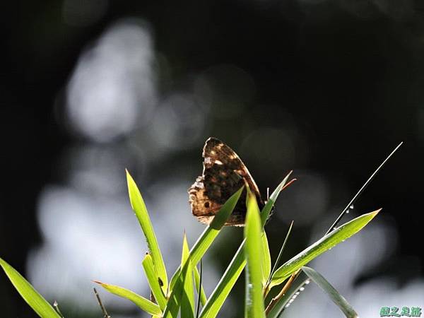 更猛山蝴蝶(9)